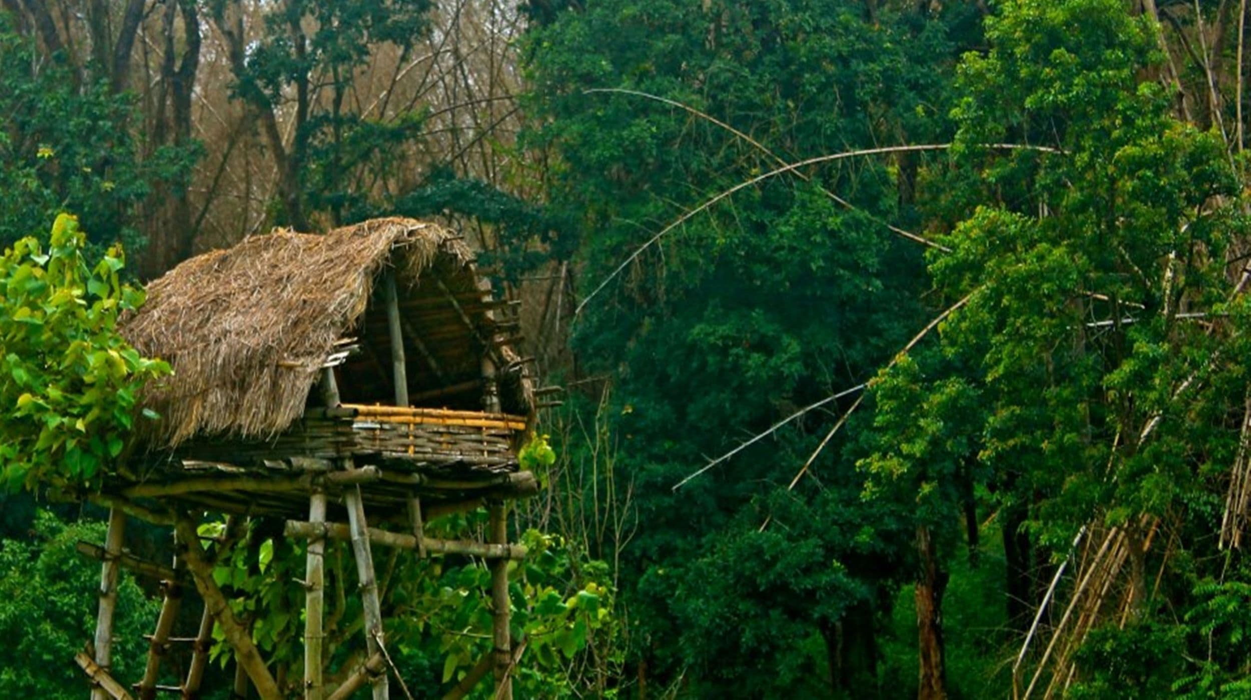 Magical tree hut