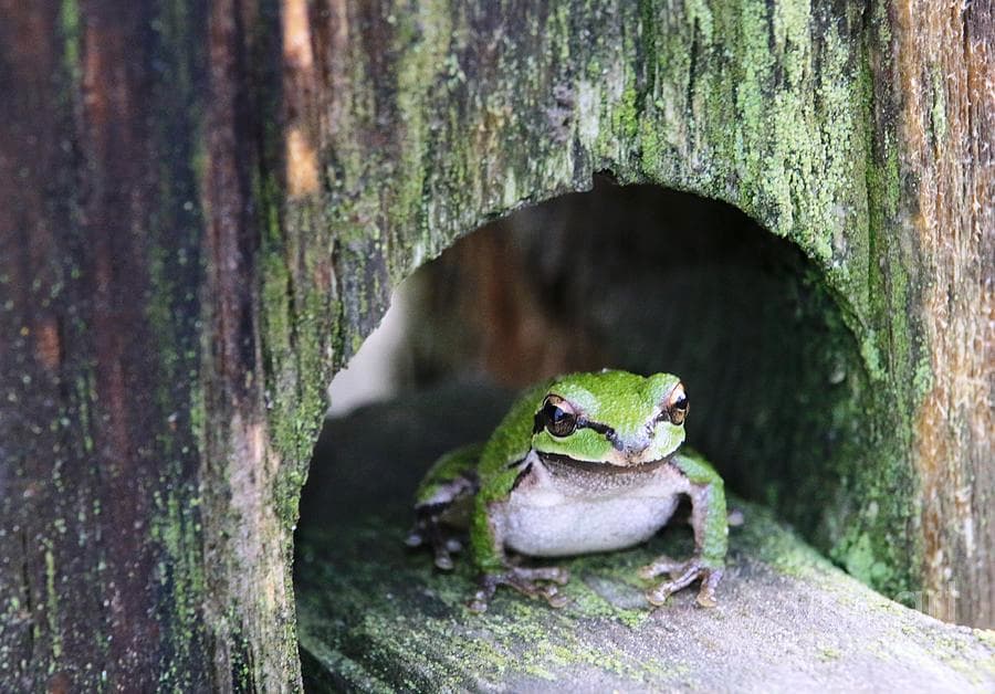 frog house