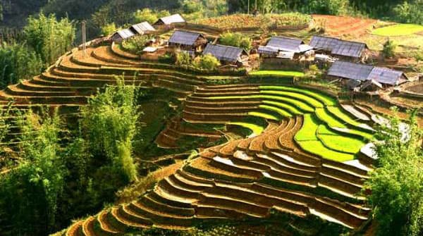 Sapa