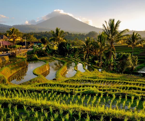 Beautiful rice terrace in Bali