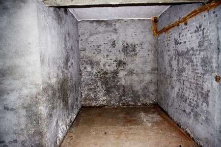 damp cellar