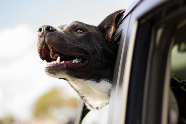 A happy black and white dog with its head out of a car window, mouth open in a joyful expression against a blue sky background.